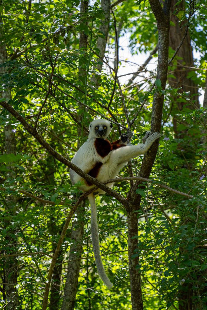 services-01 A Verreaux's Sifaka lemur perched in a Madagascar forest surrounded by lush greenery.